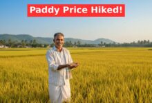 Paddy MSP Rate